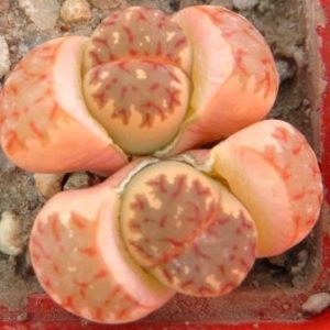 lithops dorotheae