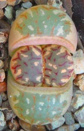 lithops dorotheae