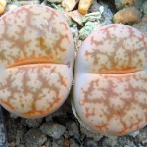 Lithops pseudotruncatella ssp. volkii -C 069