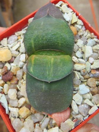 gasteria armstrongii variegata  Renni Wong