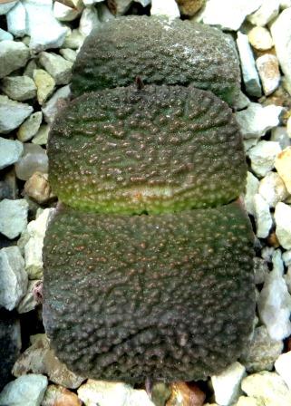 gasteria armstrongii   Renni Wong