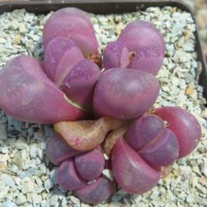 Lithops optica ‘Rubra’ #1685.5 4 голови
