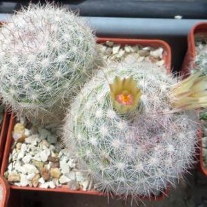 mammillaria candida