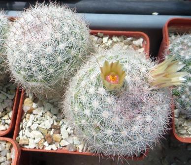 mammillaria candida