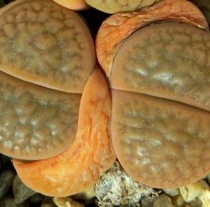 1616.4 lithops hookeri C 114 rusty pink,red lines