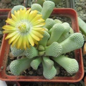 titanopsis primosii