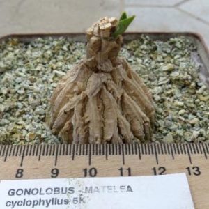 gonolobus cyclophyllus