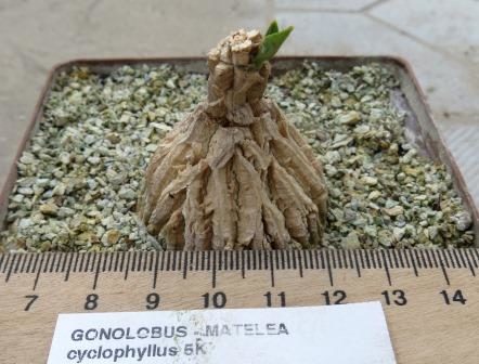 gonolobus cyclophyllus