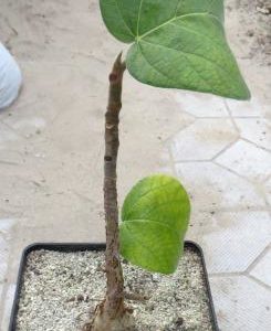 ficus aff palmeri