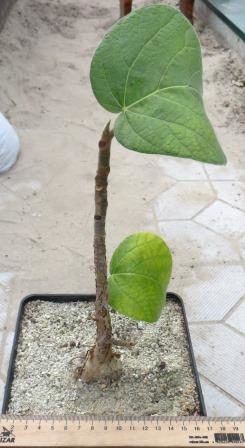 ficus aff palmeri