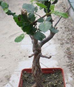 Bursera hindsiana