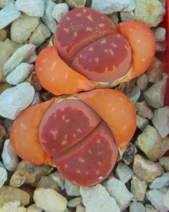lithops red olive