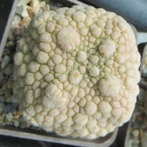 pseudolithos eylensis