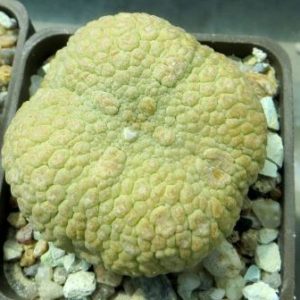 pseudolithos eylensis