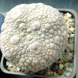 pseudolithos eylensis