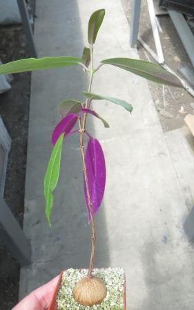 petopentia natalensis