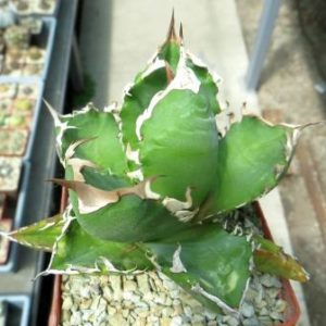agave titanota kyoto
