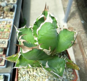 agave titanota kyoto