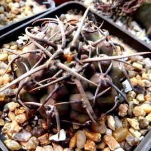 Gymnocalycium riojense v. paucispinum