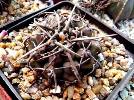 Gymnocalycium riojense v. paucispinum