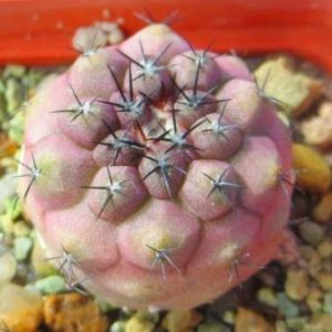 copiapoa lizard skin x montana FR 522