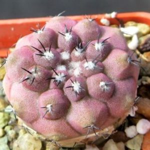 copiapoa lizard skin x montana FR 522