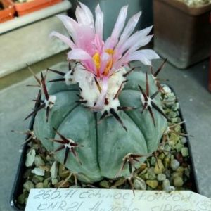 260 echinocactus horizonthalonius KMR21 Huizache SLP куб 9 см  own root