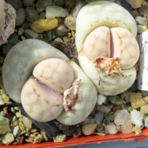 1620.2 lithops julii c 349