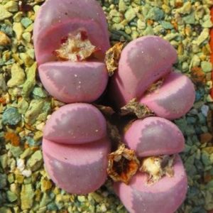 1684 lithops optica rubra С 81 redish purple голови