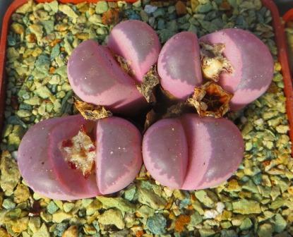 1684 lithops optica rubra С 81 redish purple голови