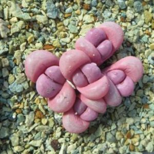 lithops meyeri hammeruby 5 heads