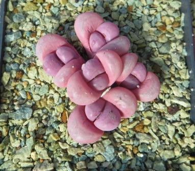 lithops meyeri hammeruby 5 heads