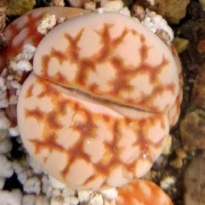 lithops karasmontana summitatum yellow