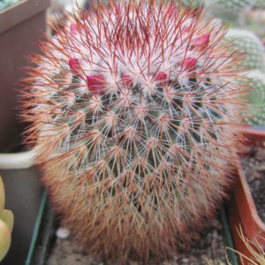 Mammillaria spinosissima *Super Red*