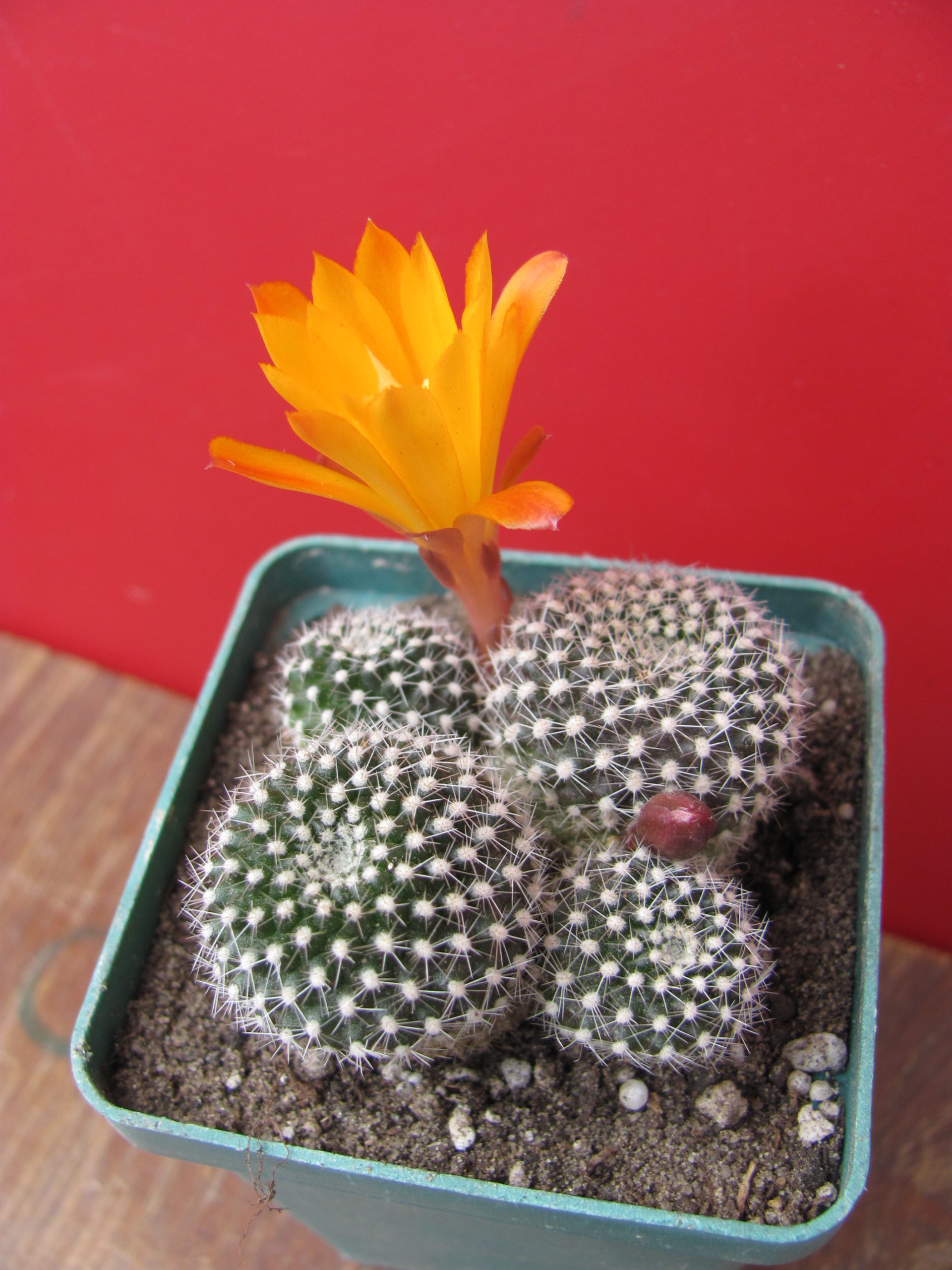 Rebutia krainziana  aureiflora