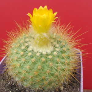 Parodia  chrysacanthion