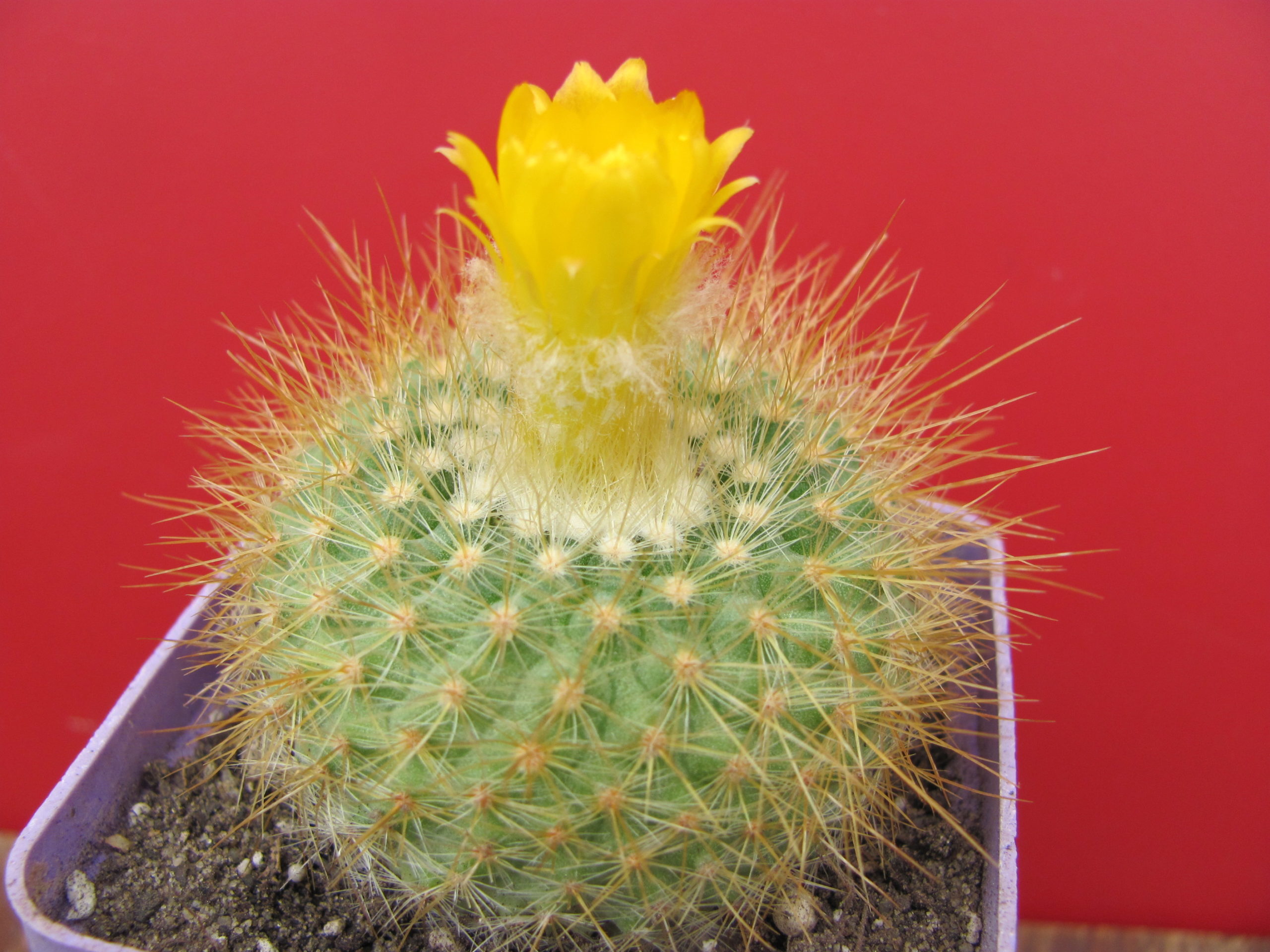 Parodia  chrysacanthion