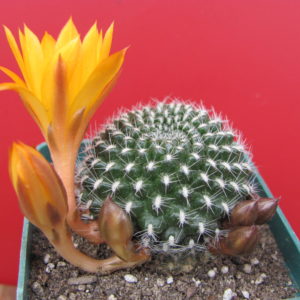 Rebutia krainziana  aureiflora