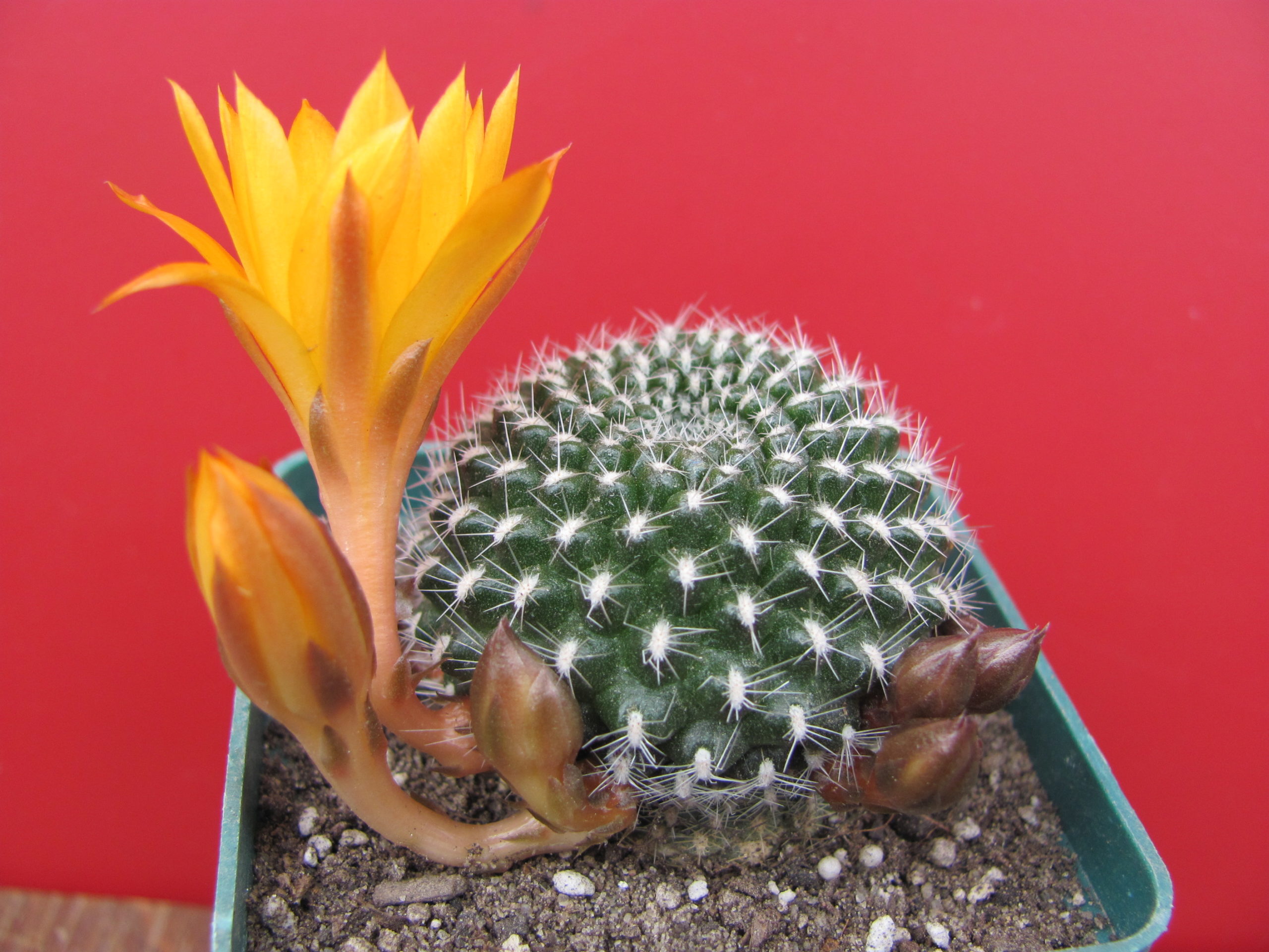 Rebutia krainziana  aureiflora