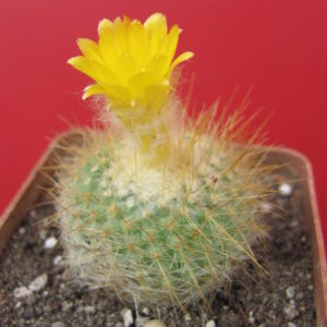 Parodia  chrysacanthion