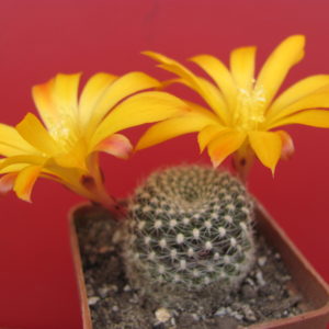 Rebutia  krainziana aureiflora