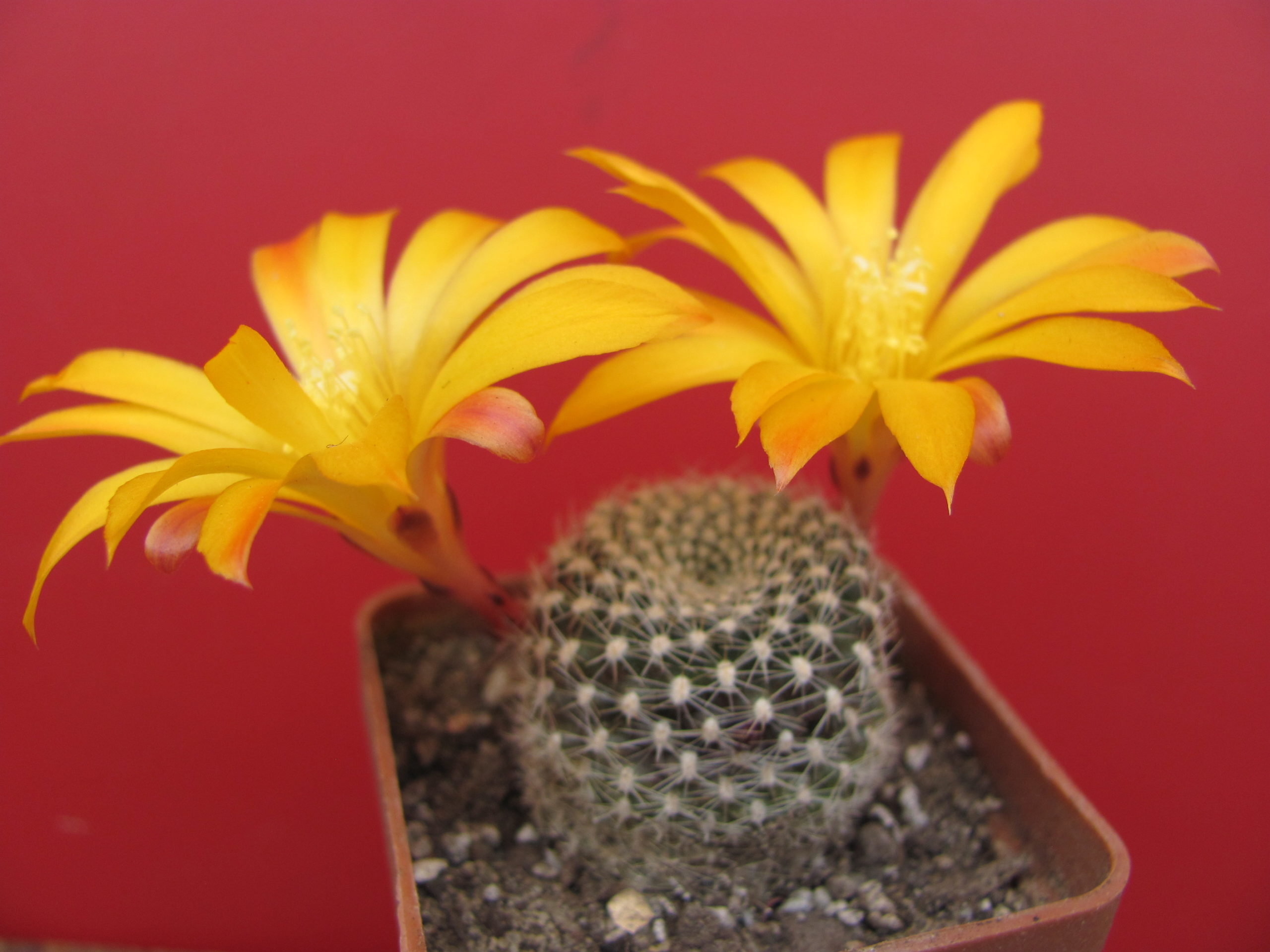Rebutia  krainziana aureiflora