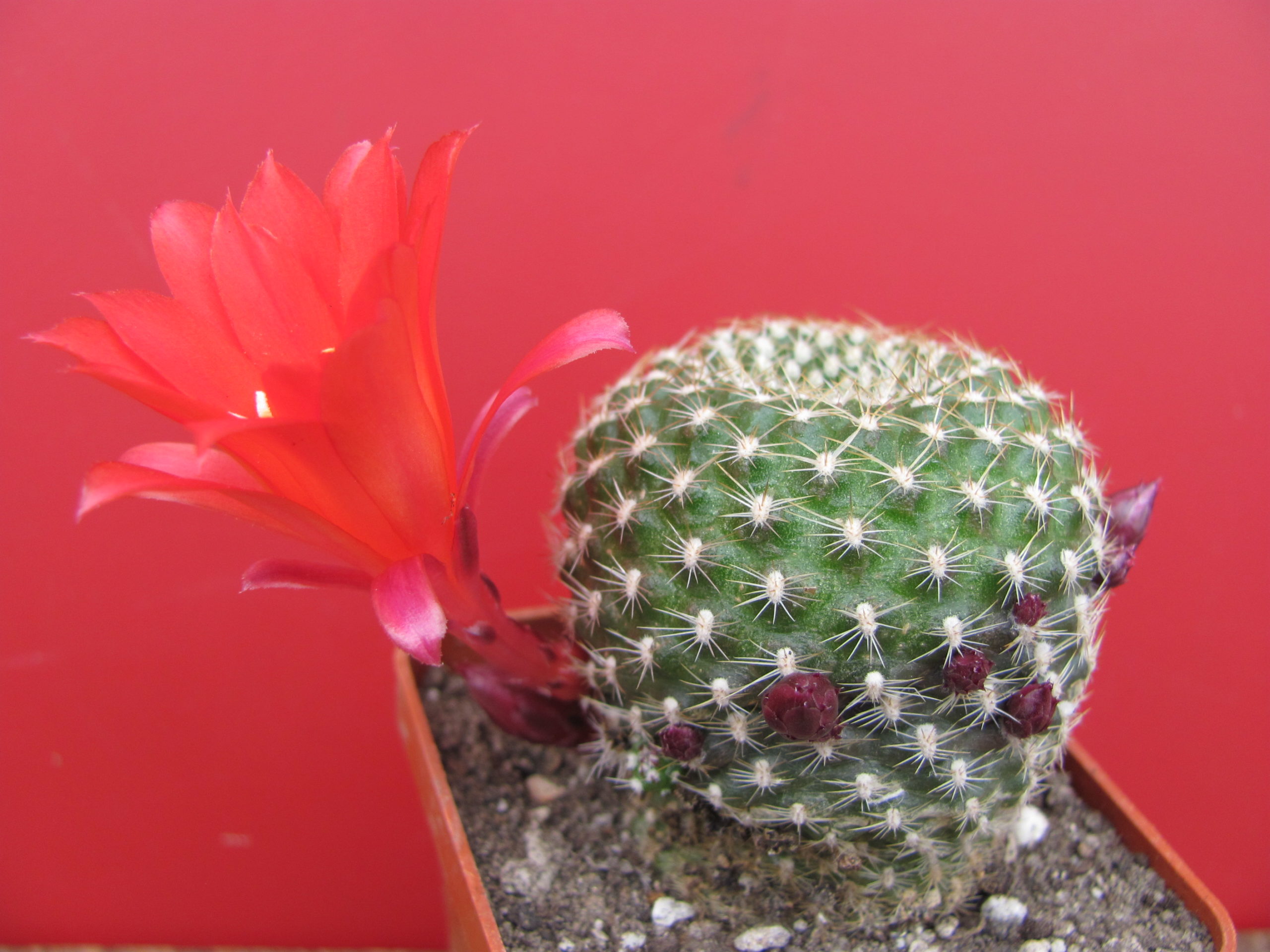 Rebutia krainziana