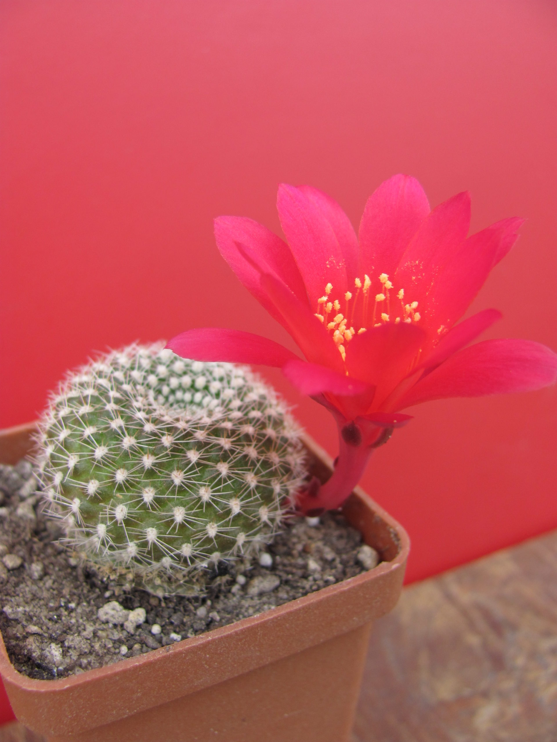 Rebutia krainziana