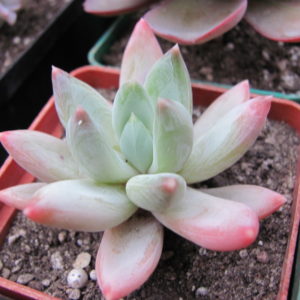 Echeveria hookeri