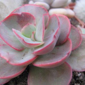 Echeveria  suyon