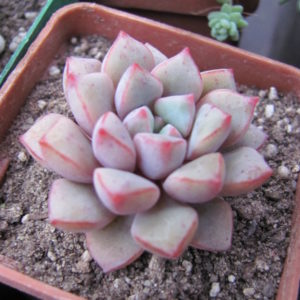 Echeveria expatriata