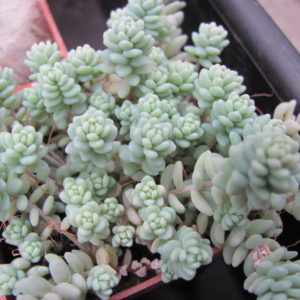 Sedum dasyphyllum   *Major*