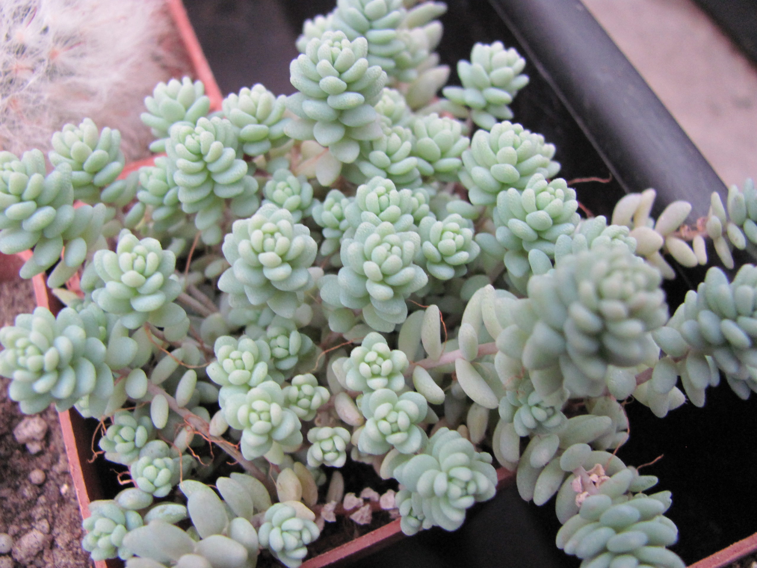 Sedum dasyphyllum   *Major*