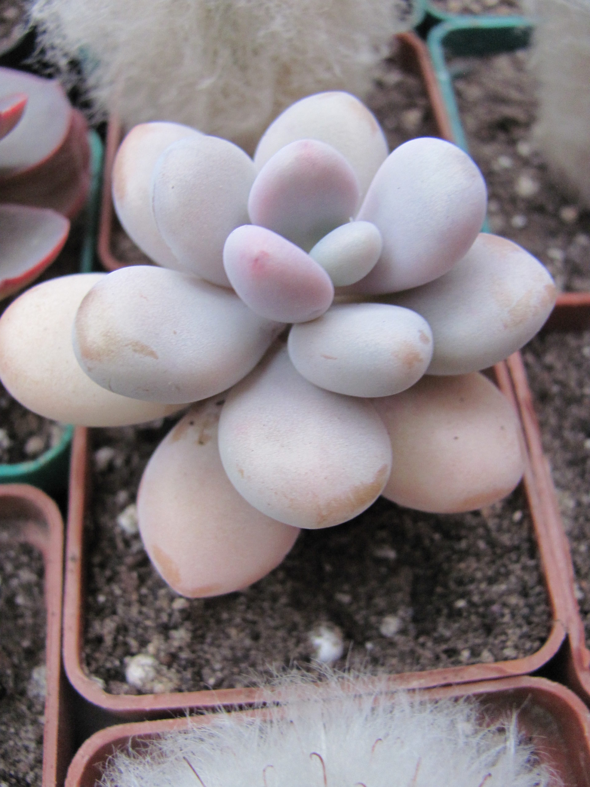 Pachyphytum Pink